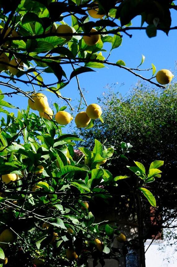 לינה וארוחת בוקר גרוטליה Il Giardino מראה חיצוני תמונה